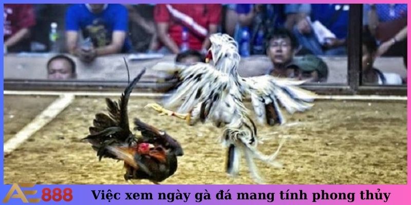 Việc xem ngày gà đá mang tính phong thủy