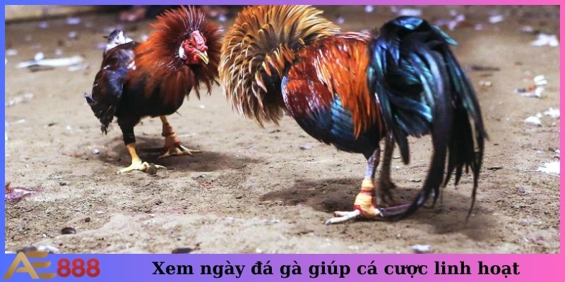 Xem ngày đá gà mang lại sự linh hoạt trong cá cược