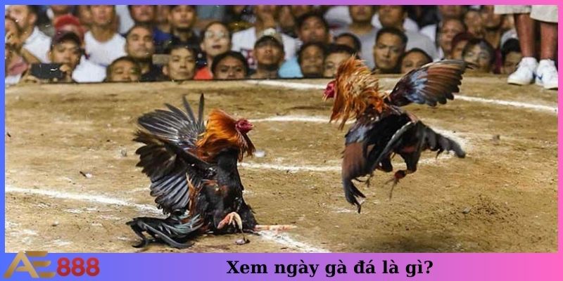 Xem ngày gà đá là gì?